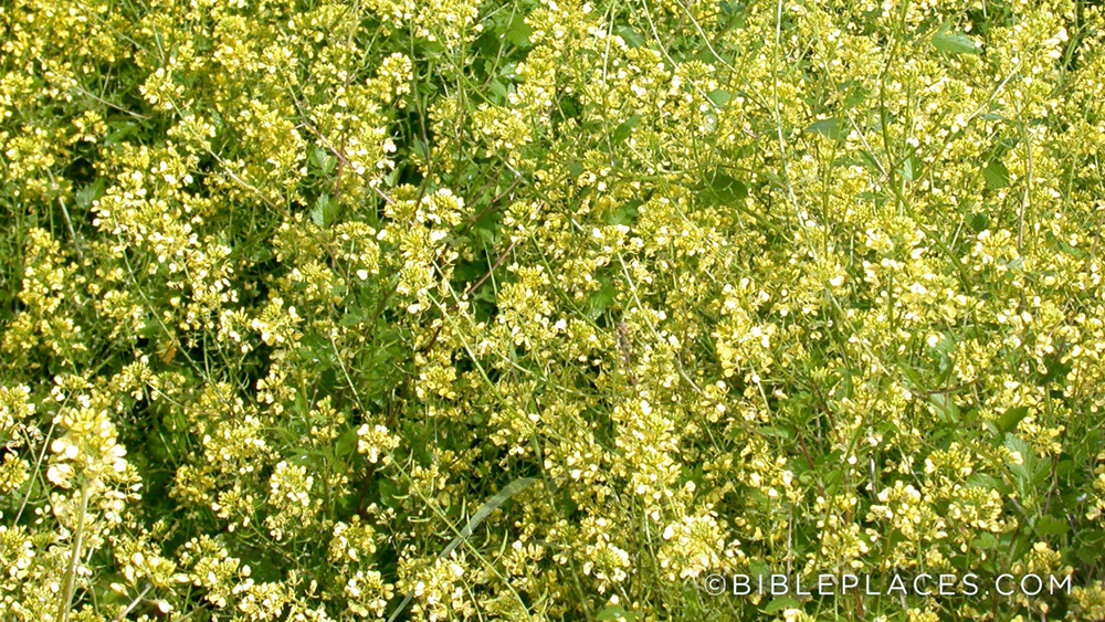 mustard-plant-2.jpg